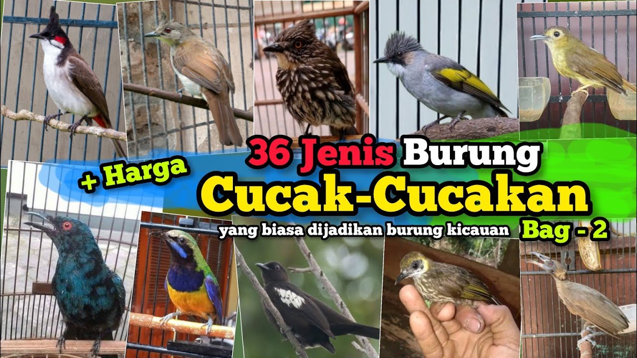 Jenis Burung Cucak bagian-2 ‼️36 Jenis burung disertai harga bahannya
