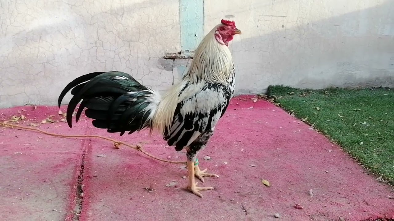 Aseel jawa murga #youtube #viralvideo 