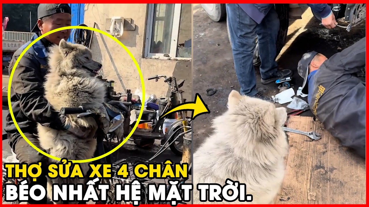 Nghề nghiệp đặc biệt của chú chó Samoyed: 
