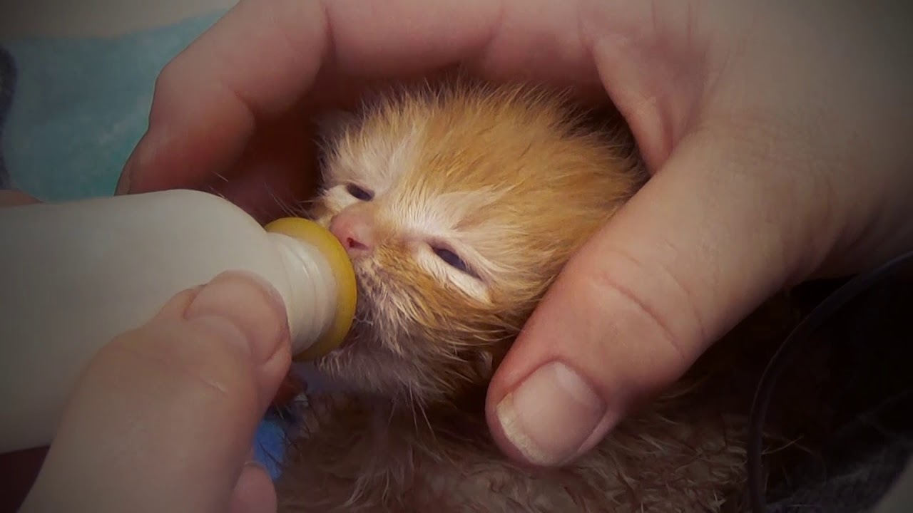 How to bottle feed kittens
