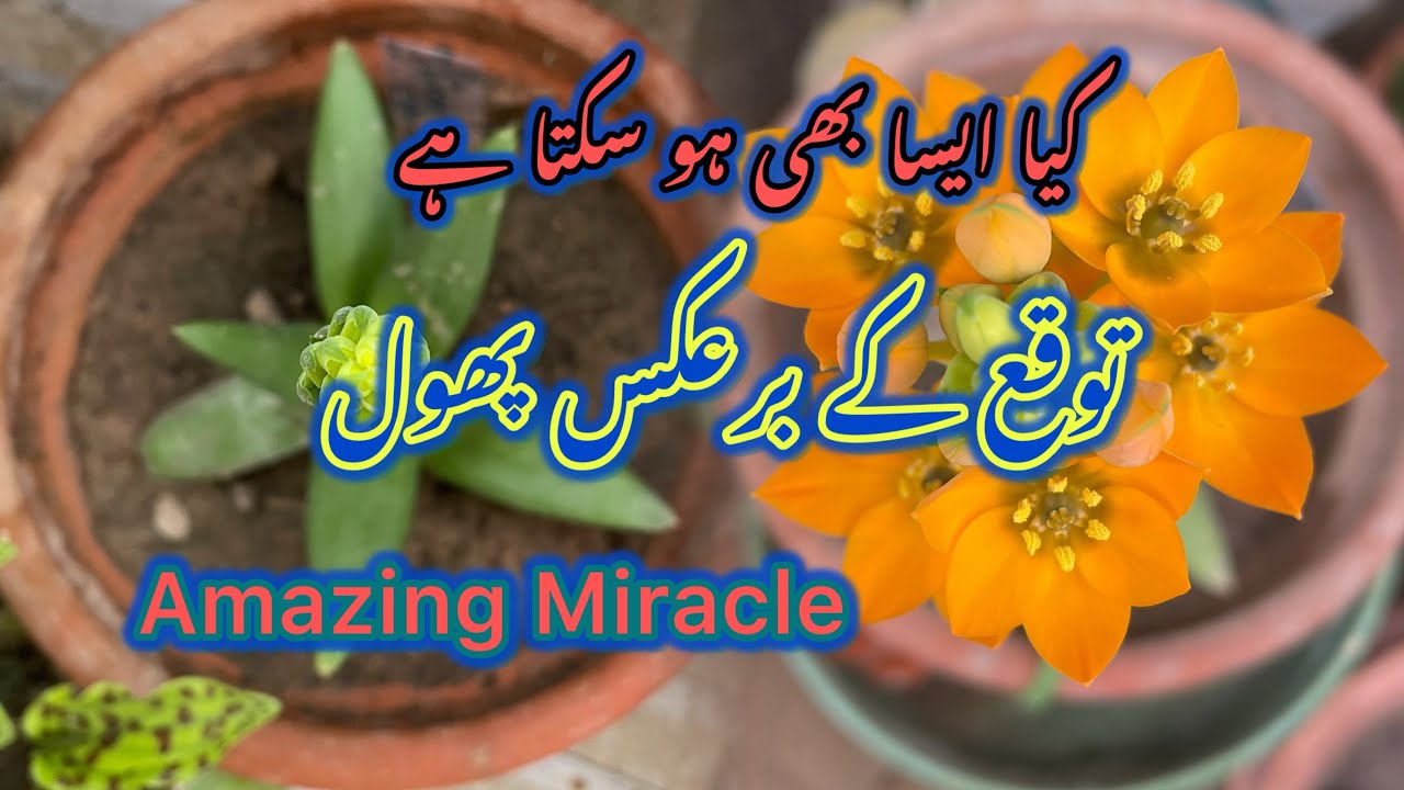 Garden Miracle| Unexpected Bloom| Surprise in Pot| From a Dead Soil to New Life| Nature’s Surprise 