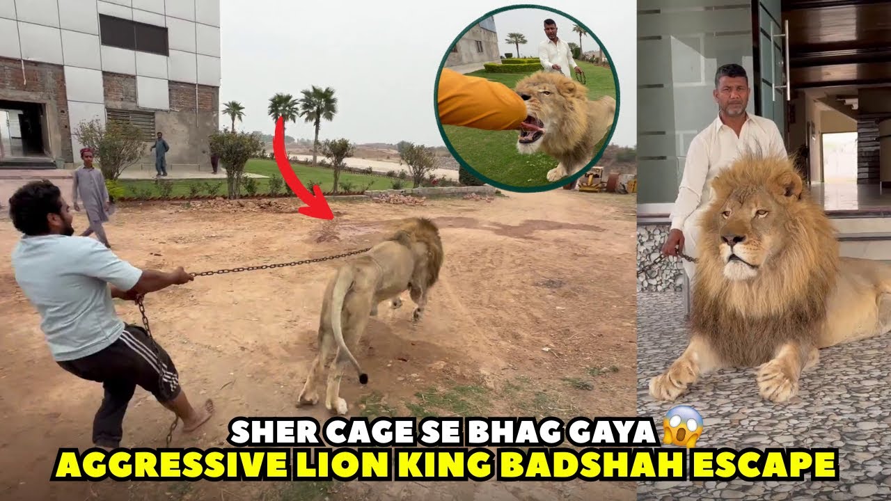 Sher Cage Se Bhag Gaya 😱 | Aggressive Lion King Badshah Escape | Lion Attack