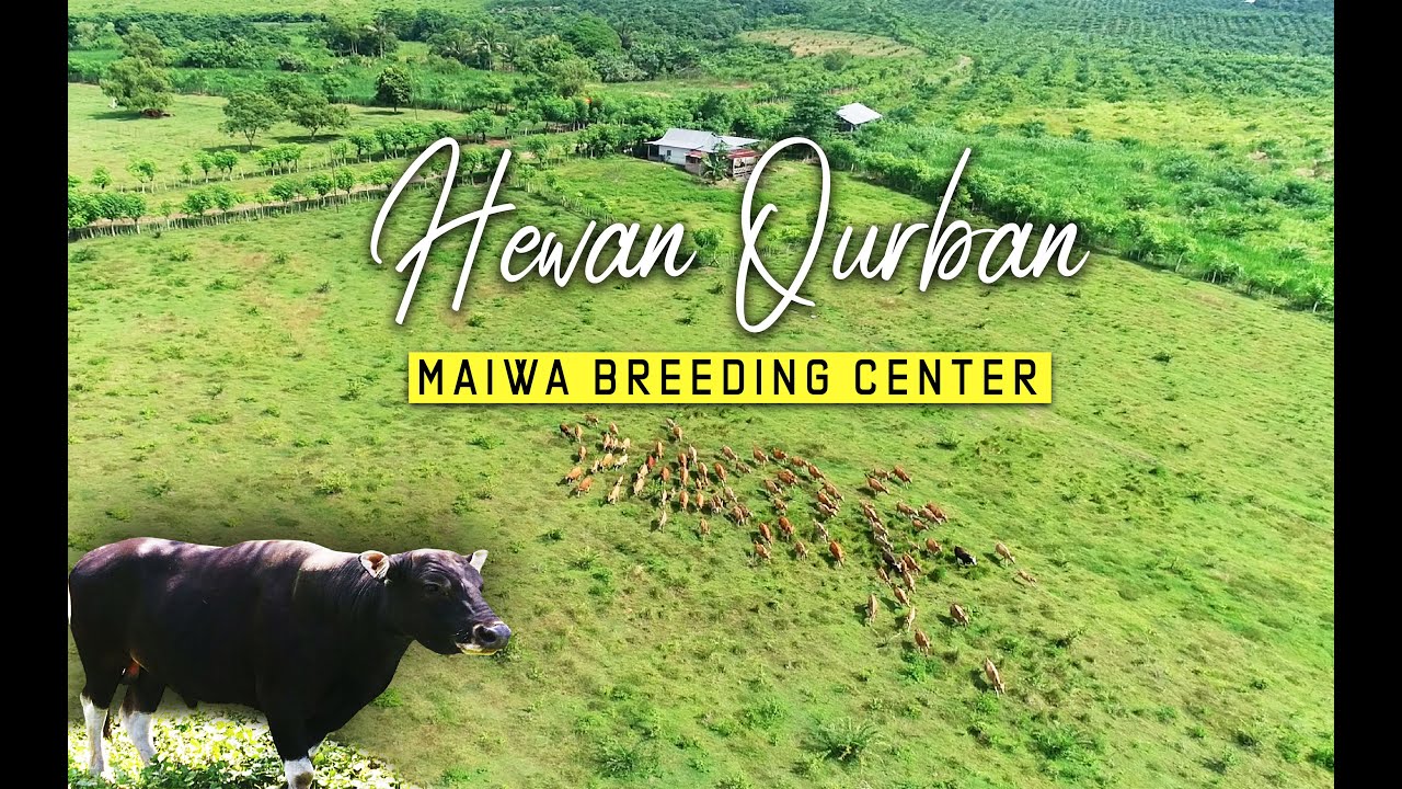 Hewan Qurban Maiwa Breeding Center