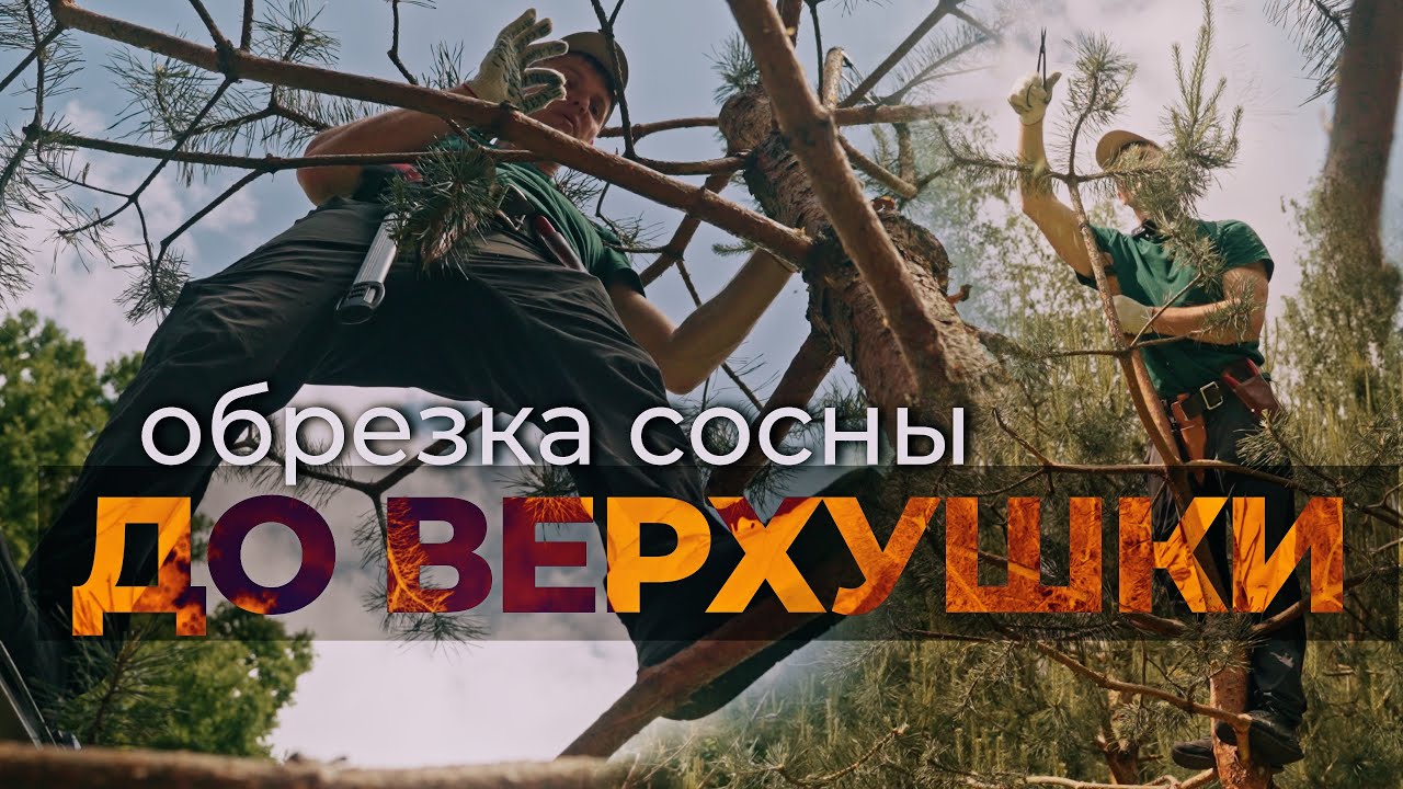 Сосна. Художественная обрезка, когда не знаешь, с чего начать. 2й год формирования
