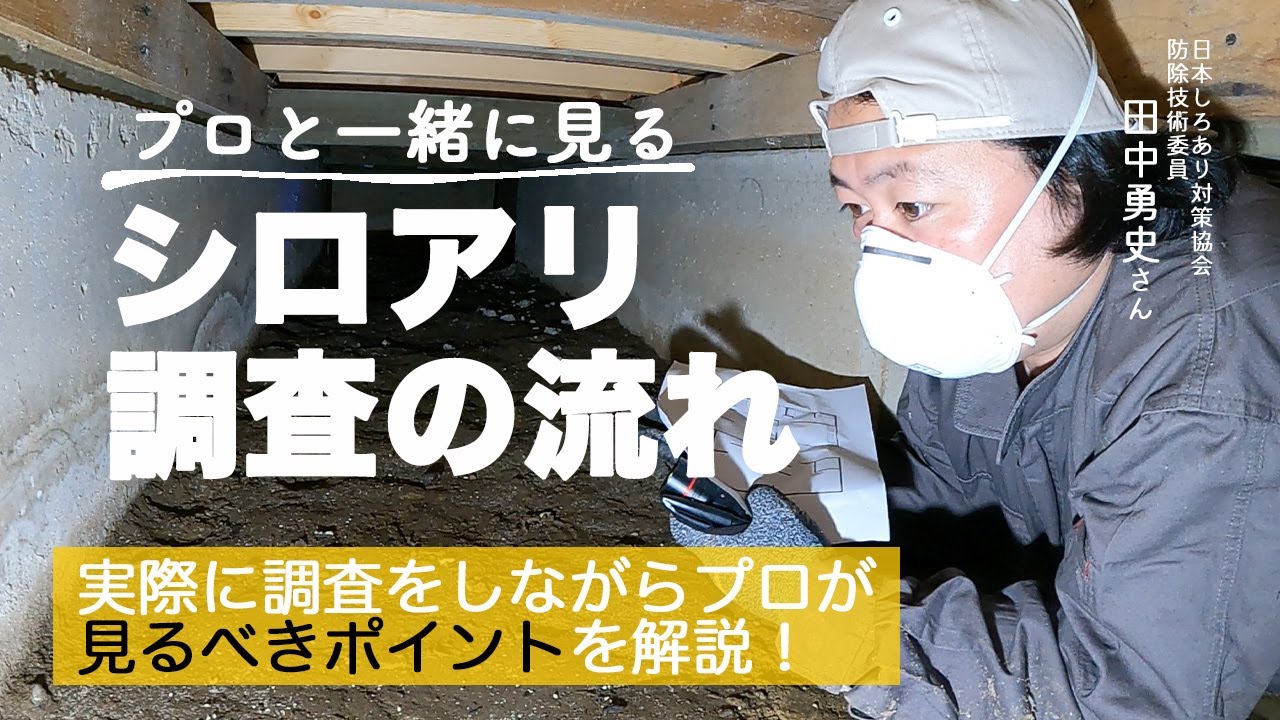 シロアリ無料調査って何するの？プロが床下で見るポイントを解説