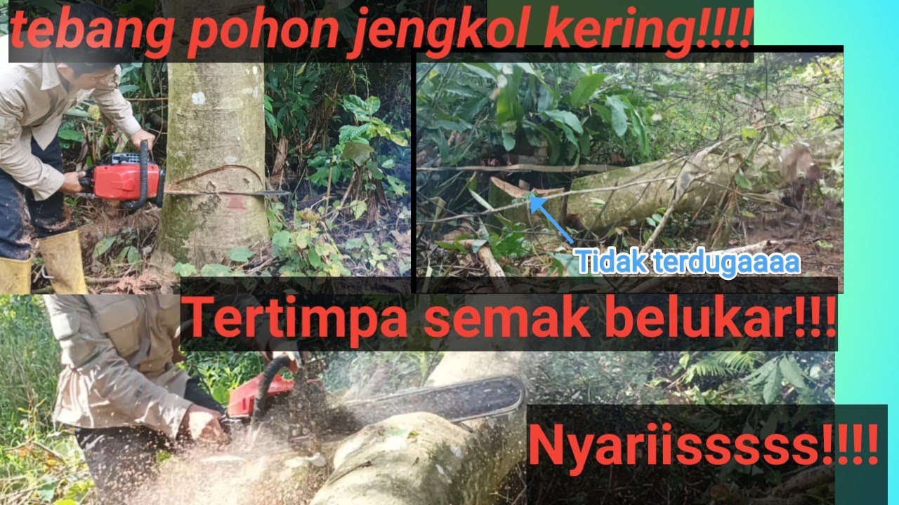 Senso Supra!!! Nyariss!! Murah Tapi Bertenaga💪💪💪MesinSenso#Sensomini #sensosupra