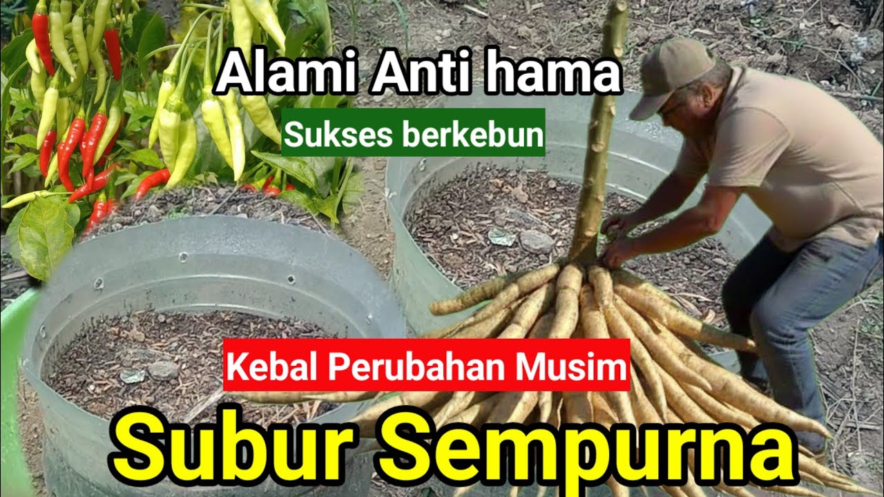 Kalau tahu ini perkebunan bisa sukses semua ‼️
