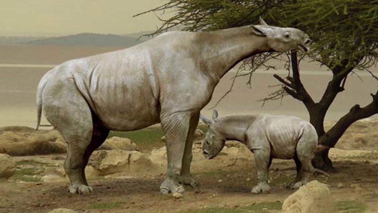 Paraceratherium - największy ssak lądowy w dziejach naszej planety