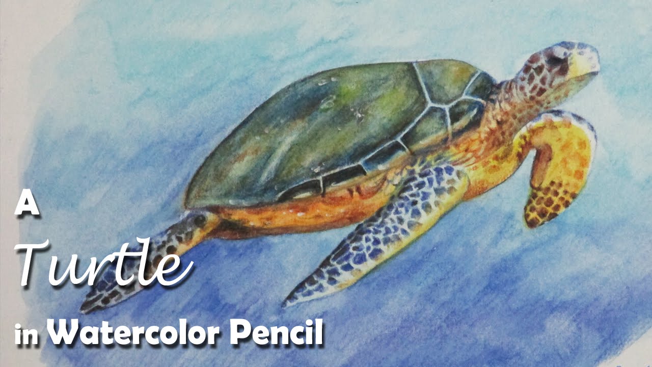 How to Paint A Turtle with Watercolor Pencil