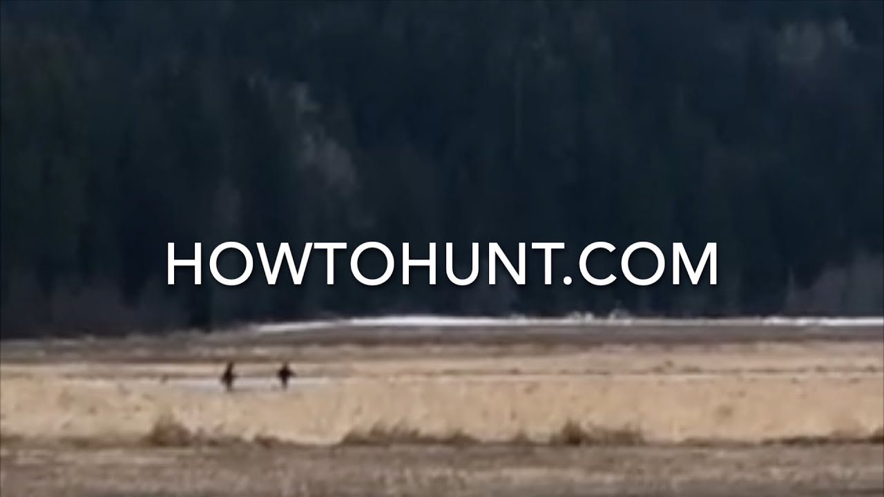 Is This Video Of A Family Group Of Sasquatch?,(Sure Looks Like It)