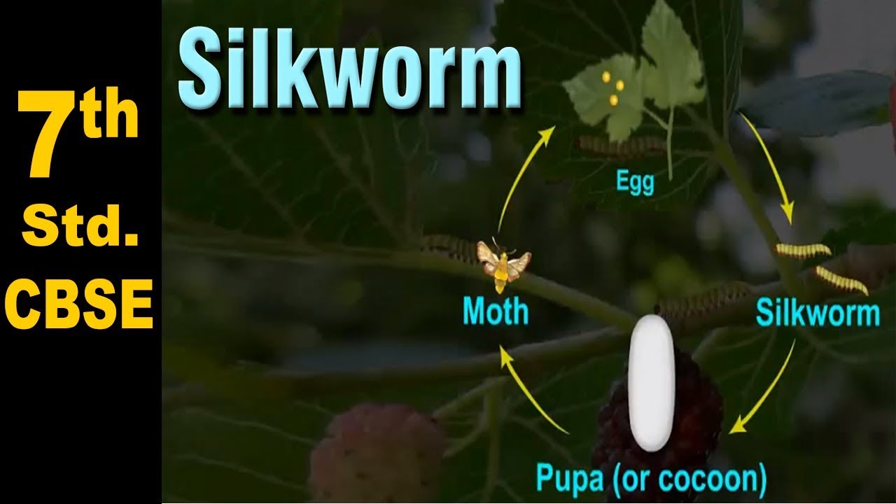 Class 7 | The life cycle of a Silk Worm  | NCERT | Science | CBSE Board | Home Revise