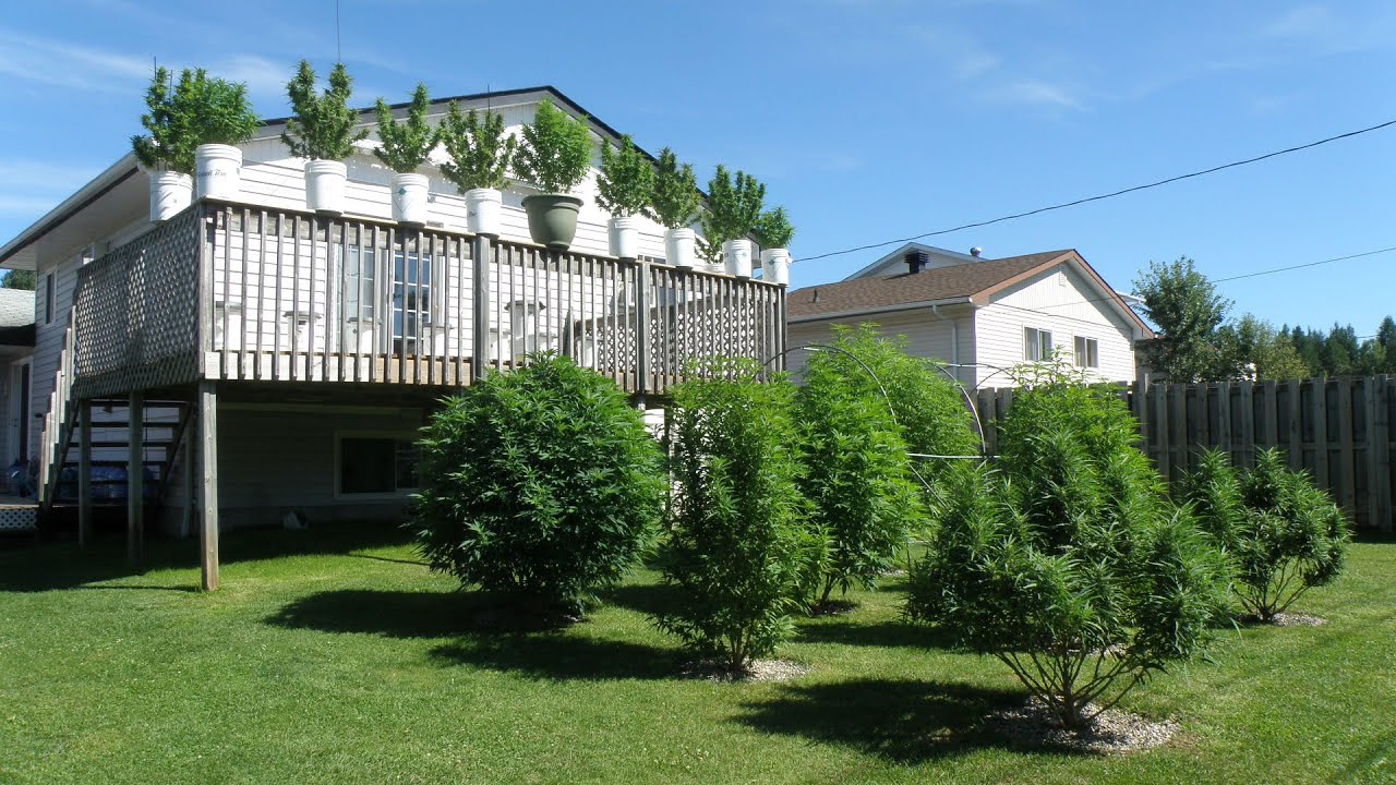 Growing & Flowering Cannabis Outdoors 2022