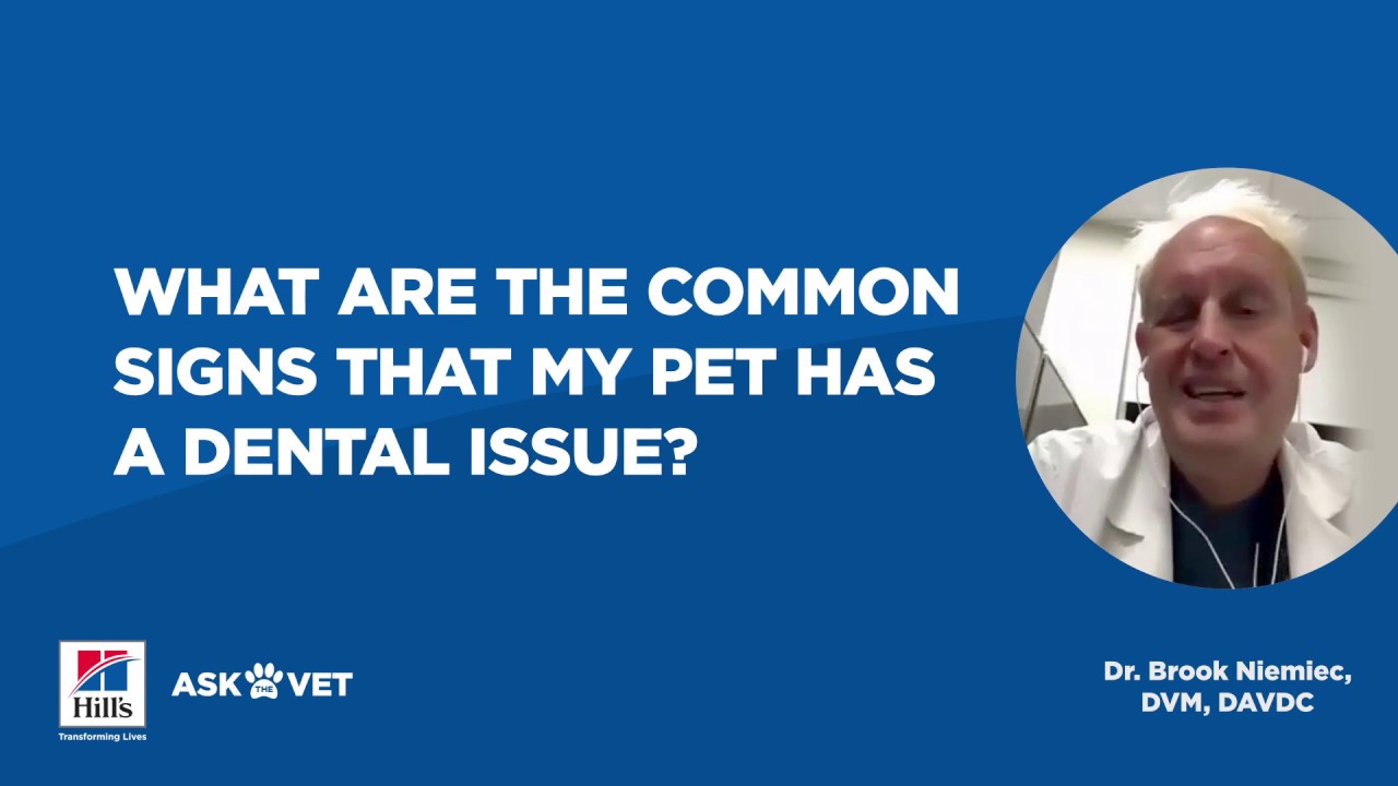 Ask A Veterinarian: Dental Issues