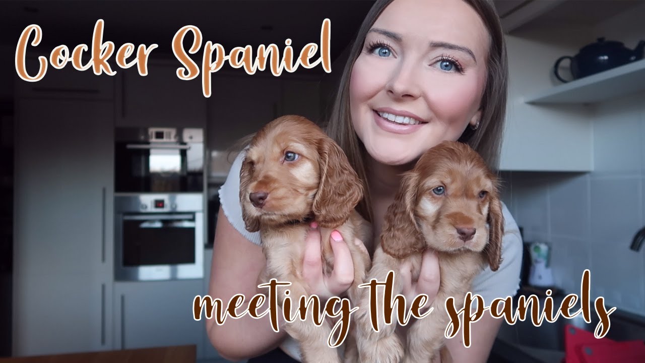Cocker Spaniel Puppies 7 weeks old - meeting their spaniel family // Lollipop1996