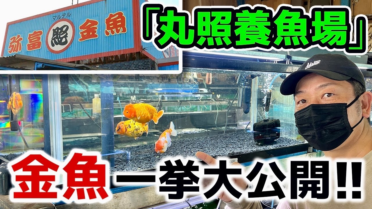 【丸照養魚場】弥富市にある人気老舗「金魚店」安くて良質な金魚と「らんちゅう」を一挙大公開します‼︎お店でたまたま出会った「金魚すくい」の凄腕親子も登場します‼︎