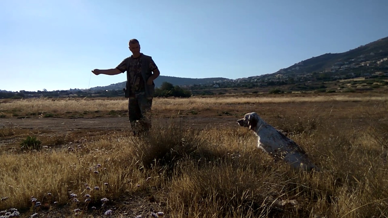 ROCKY setter 09 μηνων (εκπαιδευση φερμας No2 )