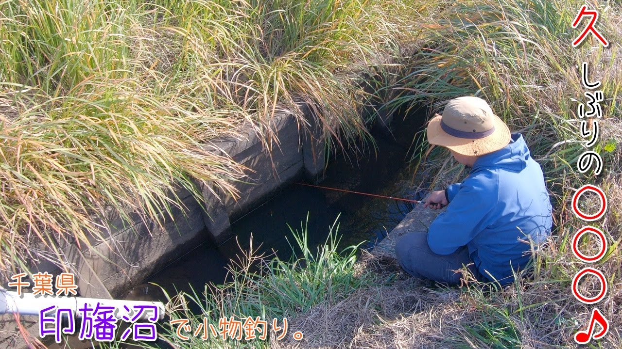 久しぶりに〇〇〇が釣れました♪  印旛のホソは楽しかった～♪ 千葉県 印旛沼で小物釣り。