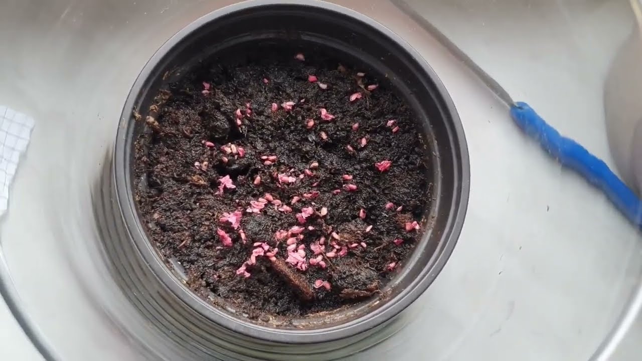 Jak rozmnożyć krzewy malin z nasion? Prosty sposób.