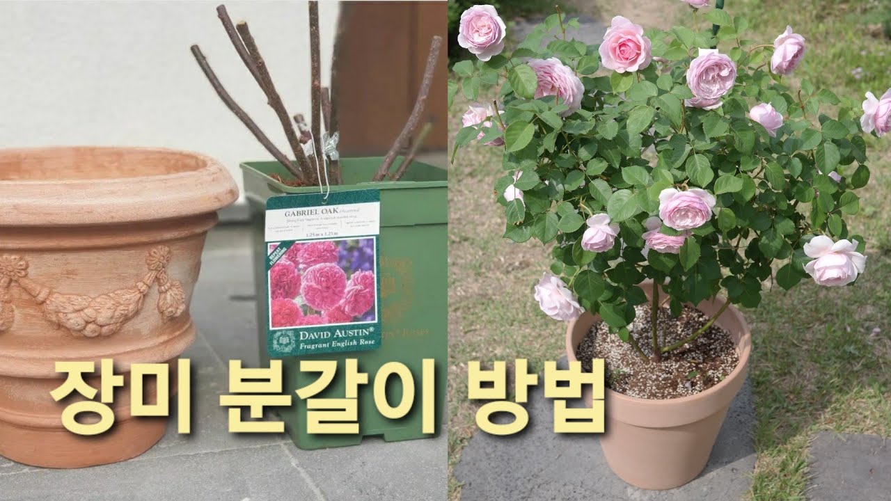 새로 구입한 장미 심는 방법/ 2년차 화분장미 분갈이와 전지하는 법