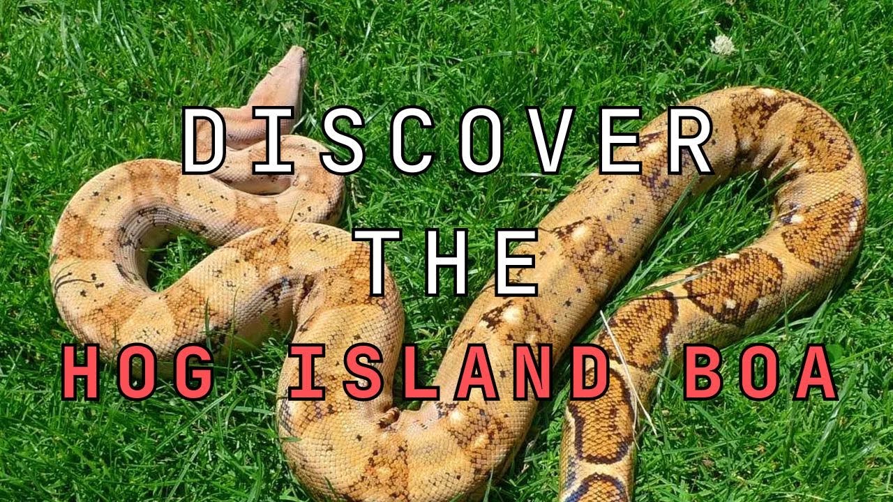 The Incredible Story of the Hog Island Boa