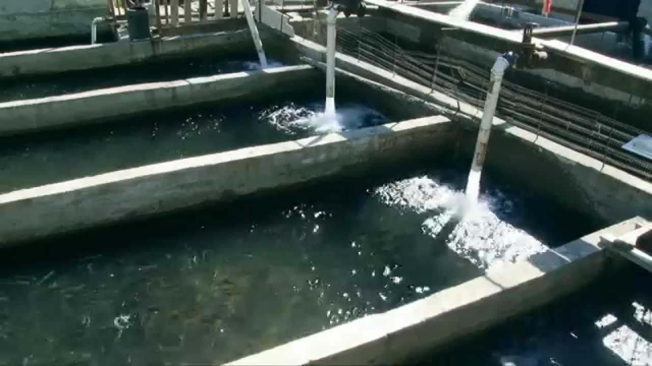 კალმახის მოშენება № 1