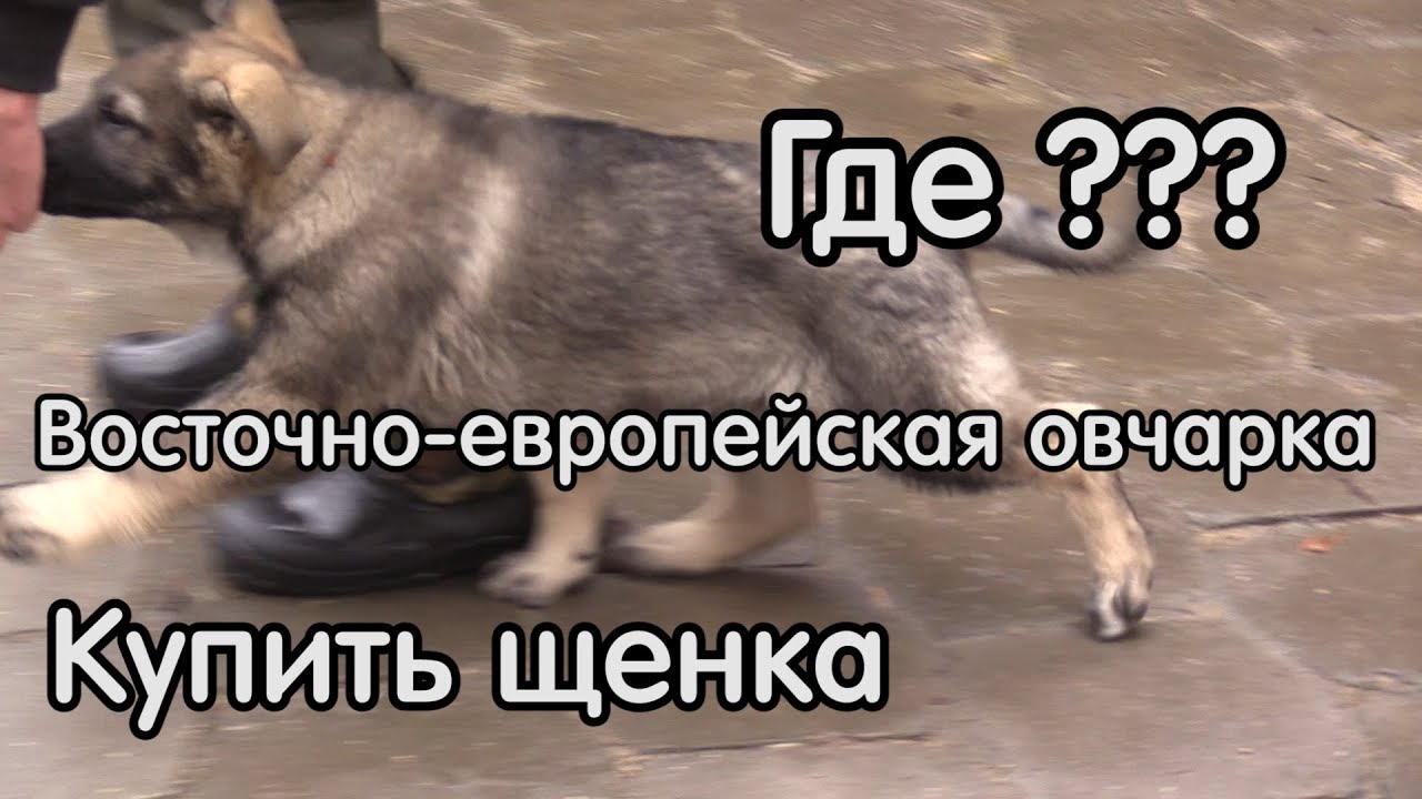 ВОСТОЧНОЕВРОПЕЙСКАЯ ОВЧАРКА (ВЕО) – собака для охраны, как выбрать щенка?