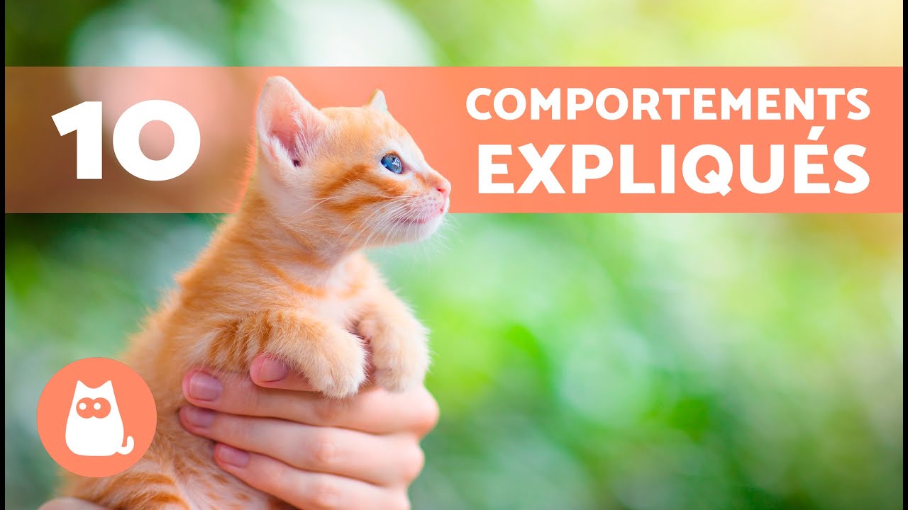 10 COMPORTEMENTS DES CHATS expliqués 🐱❓