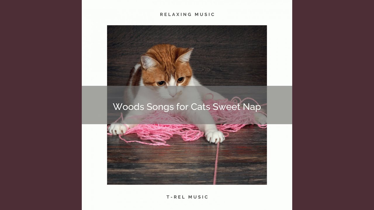 Sleepy Noises for Kitten Naps