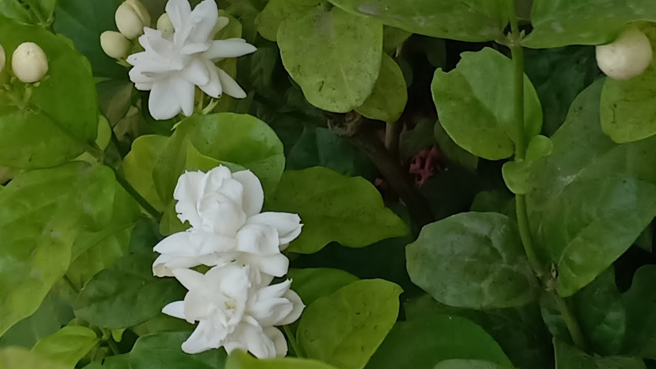 Gardening With Mona is live