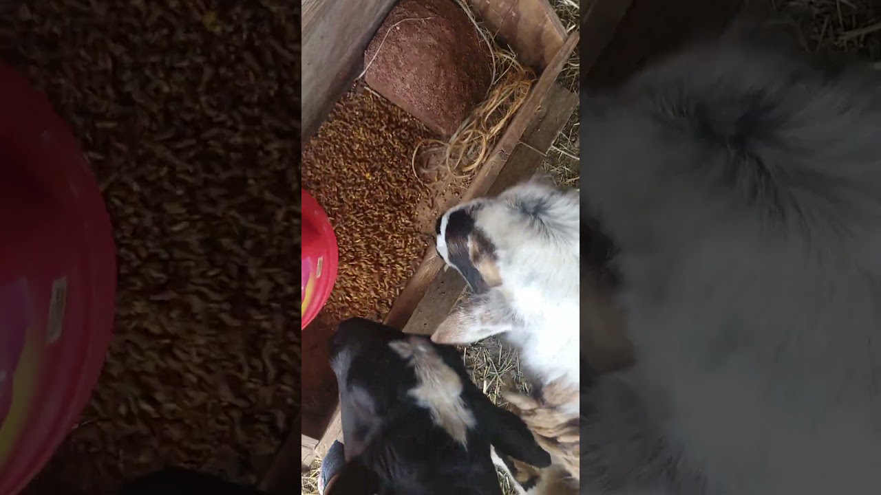 Feeding my livestock 