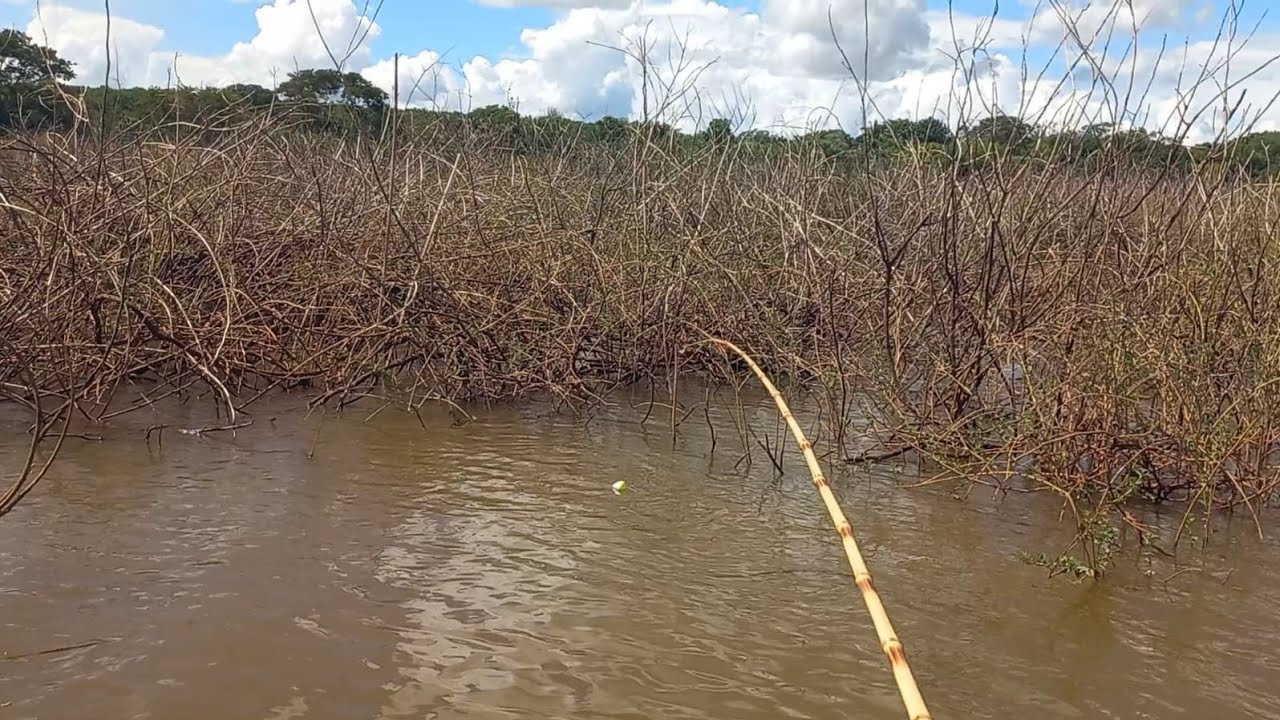 Não dá pra acreditar né olha que doideira Dourado onde era Traíra e traíra aonde era tucunaré