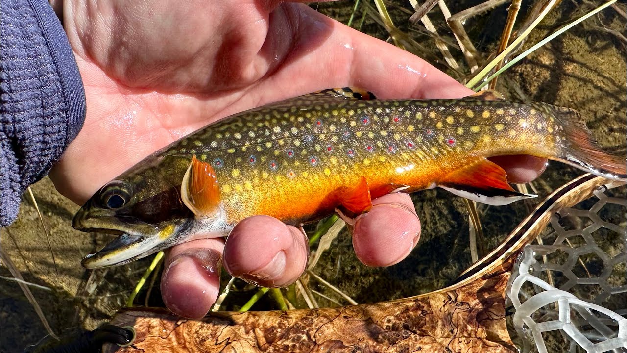 Fall 2023 Little Lakes Valley: Fishing, Hiking, and Camping