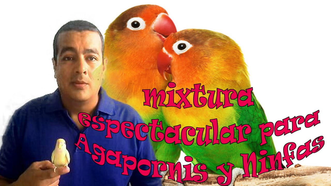 La mejor Mixtura para Agapornis y Ninfas