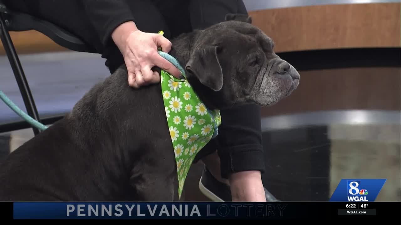 WGAL Paws and Pals