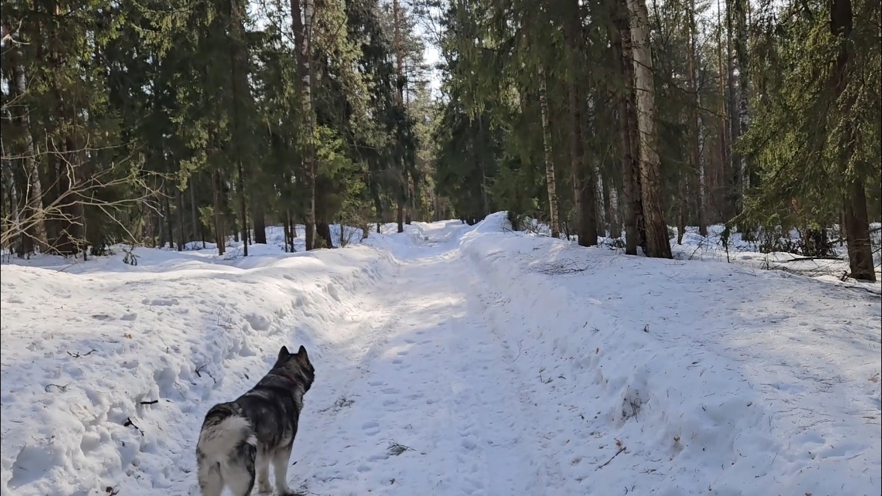 Early spring woods and a happy wet nose