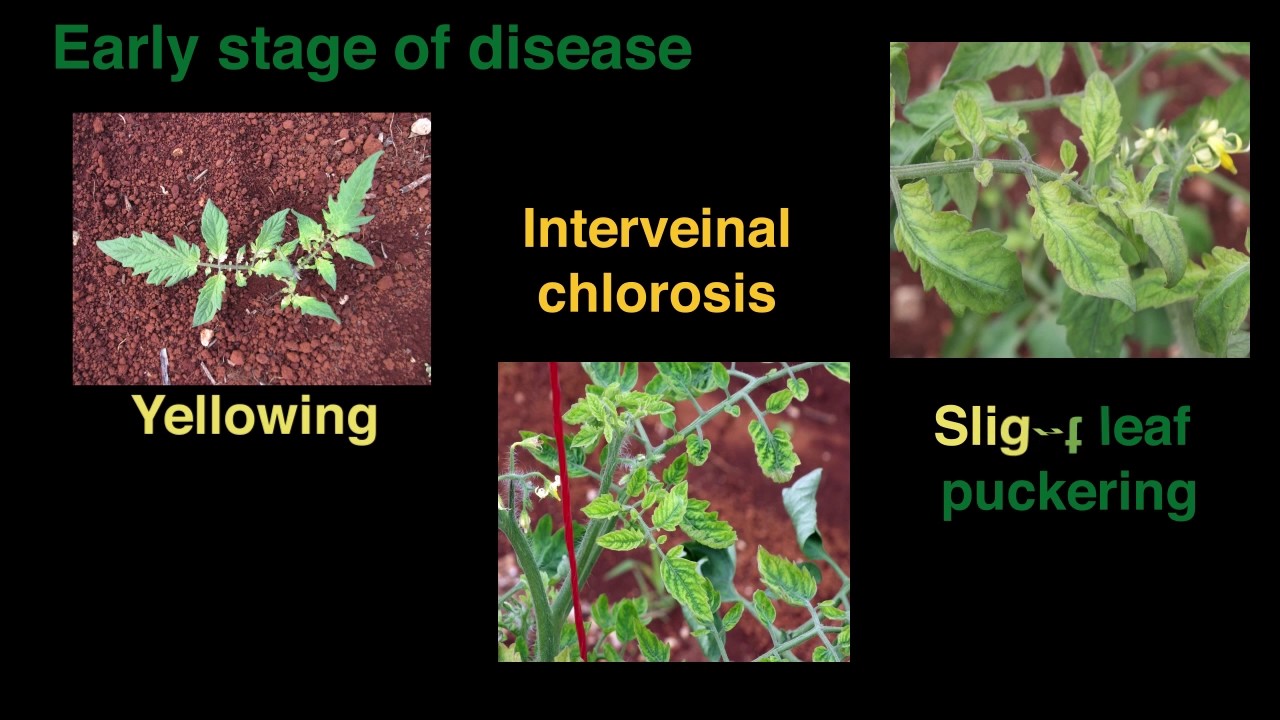 Symptoms of Ageratum Yellow Vein Virus 