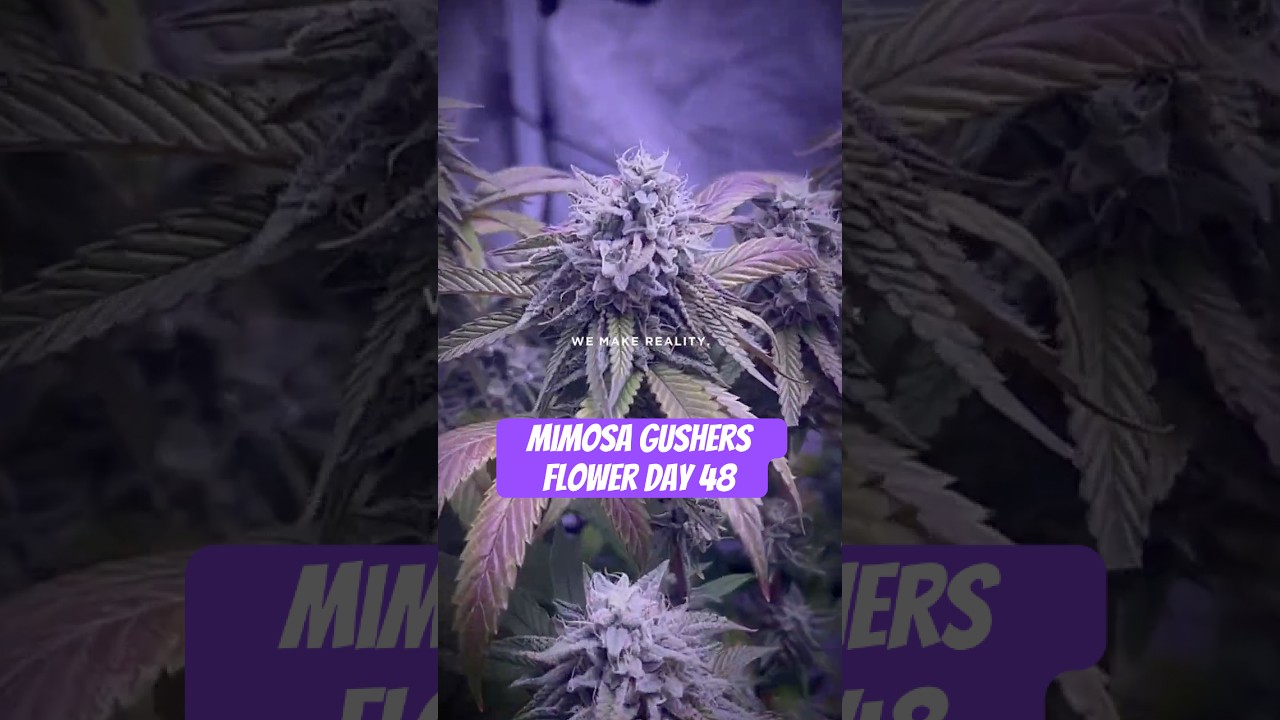 Mimosa Gushers Strain Flower Day 48 XXL LST Scrog  #420 #seedtoharvest #crazybud