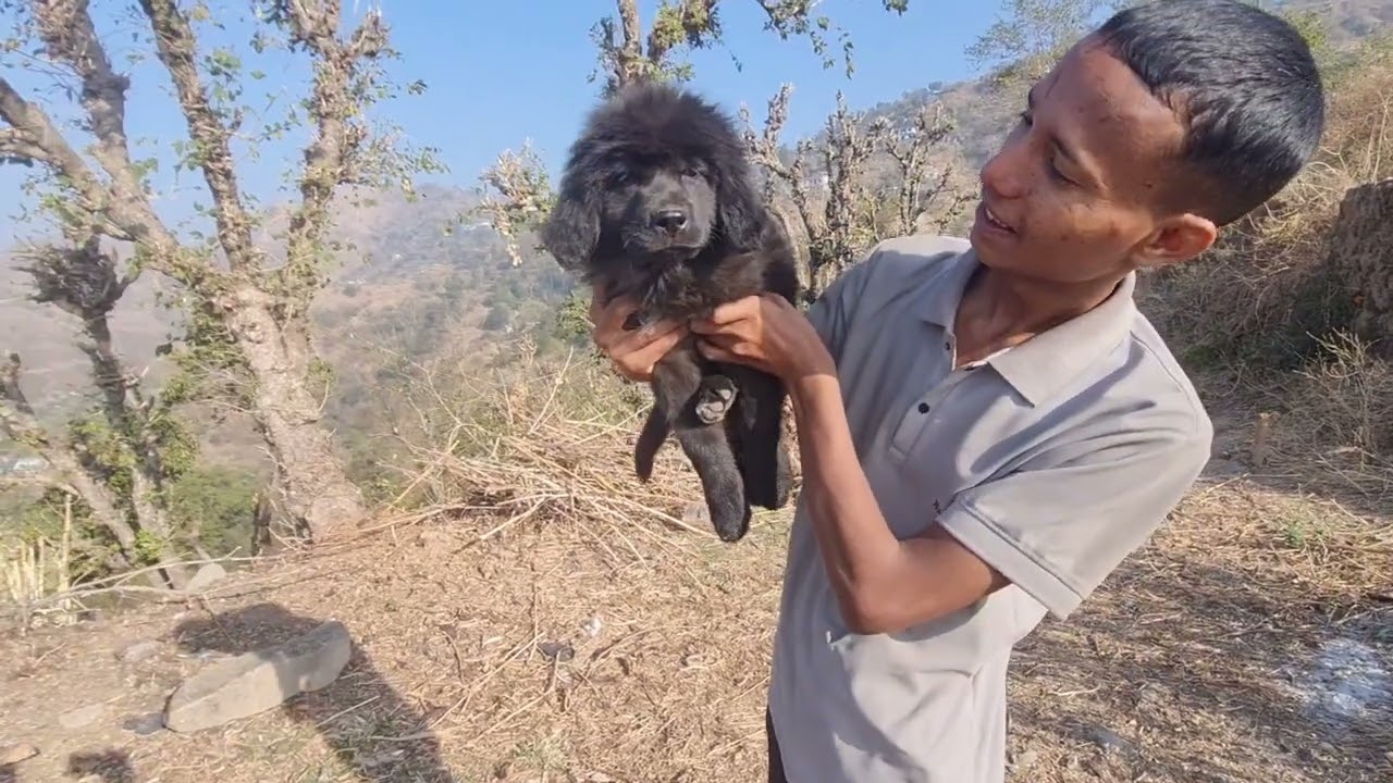 Top quality bhotiya dog puppy 65 day for sell in Uttarakhand 