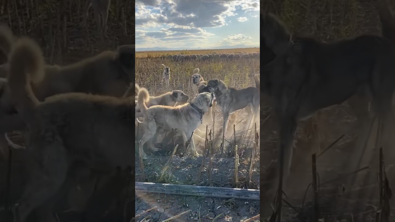 KANGAL  AGGRESSIVE GUARD DOGS 🔥🔥🔥 #kangal #kangalkeşfet #kangaldogs #canecorso #bigdog #dog#shorts