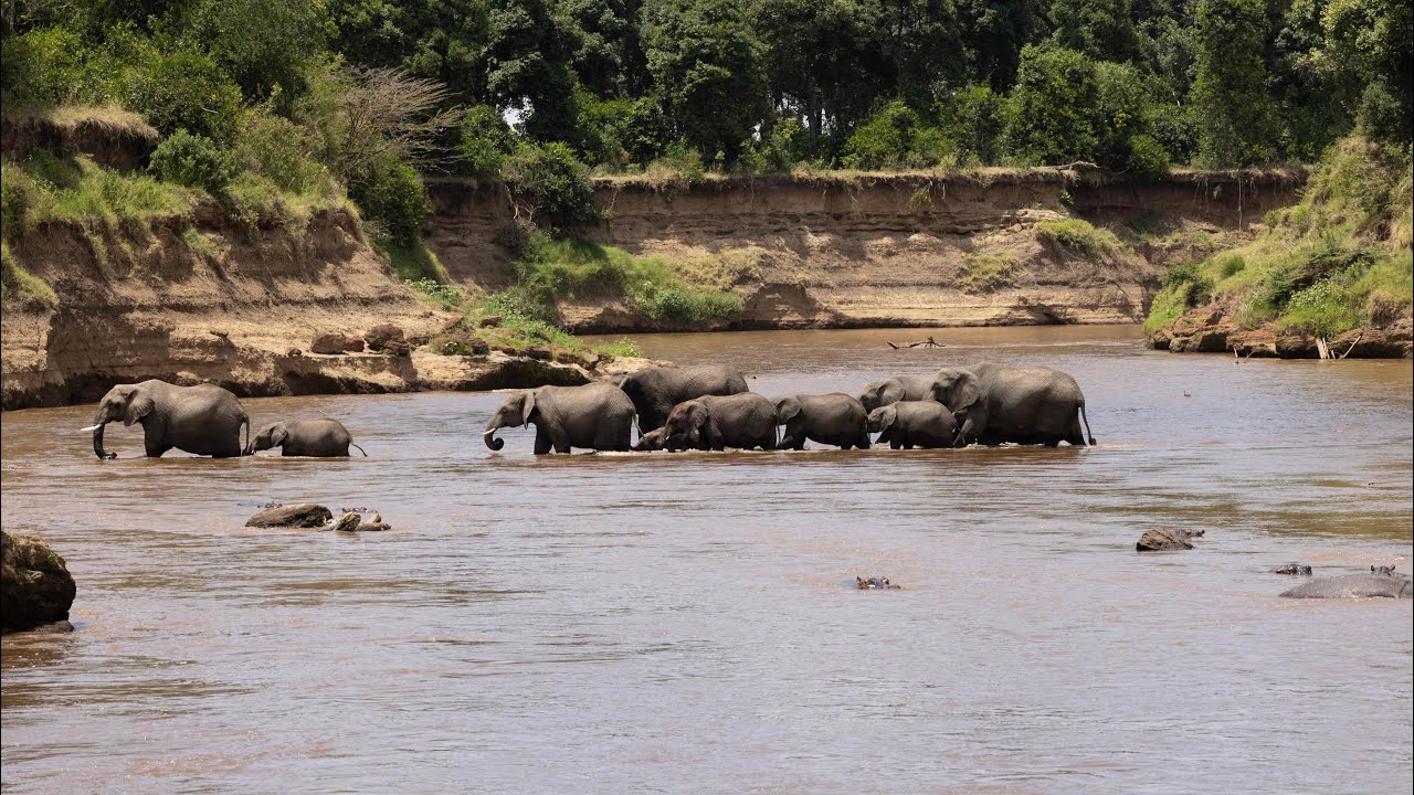 Mara River crossing alert!  A herd of elephants carefully cross the Mara river