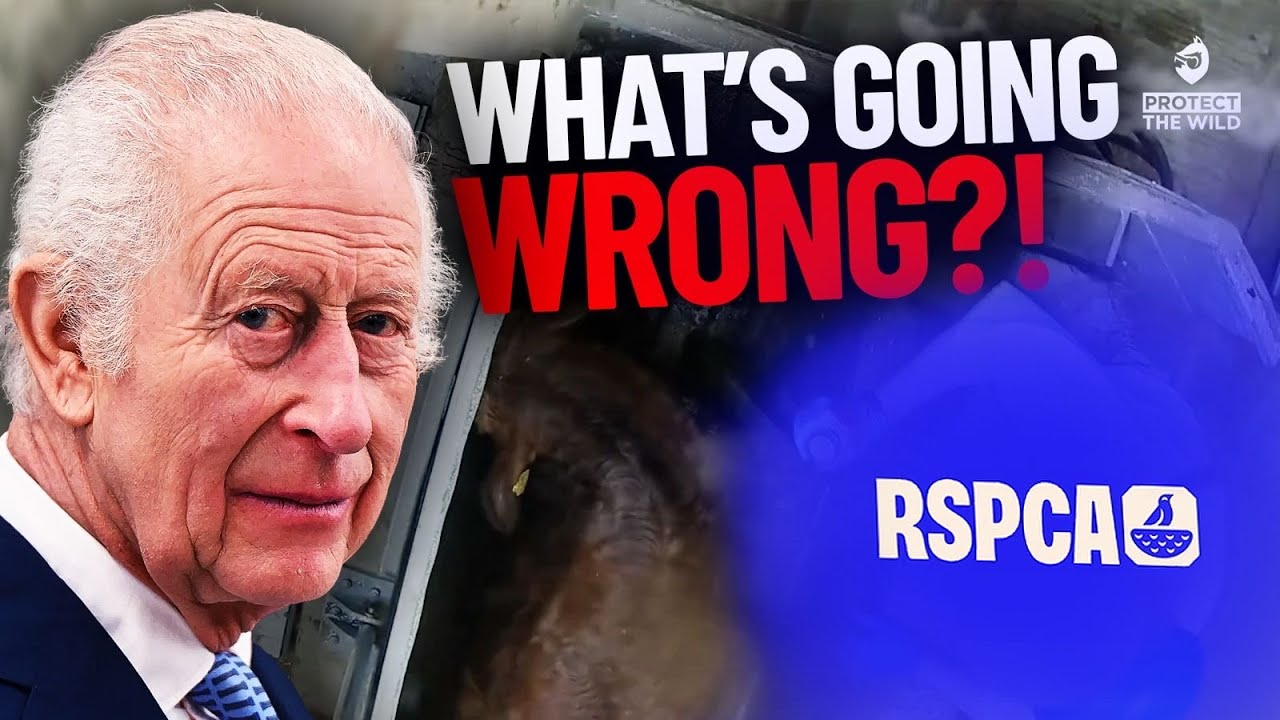 We need to talk about the RSPCA..