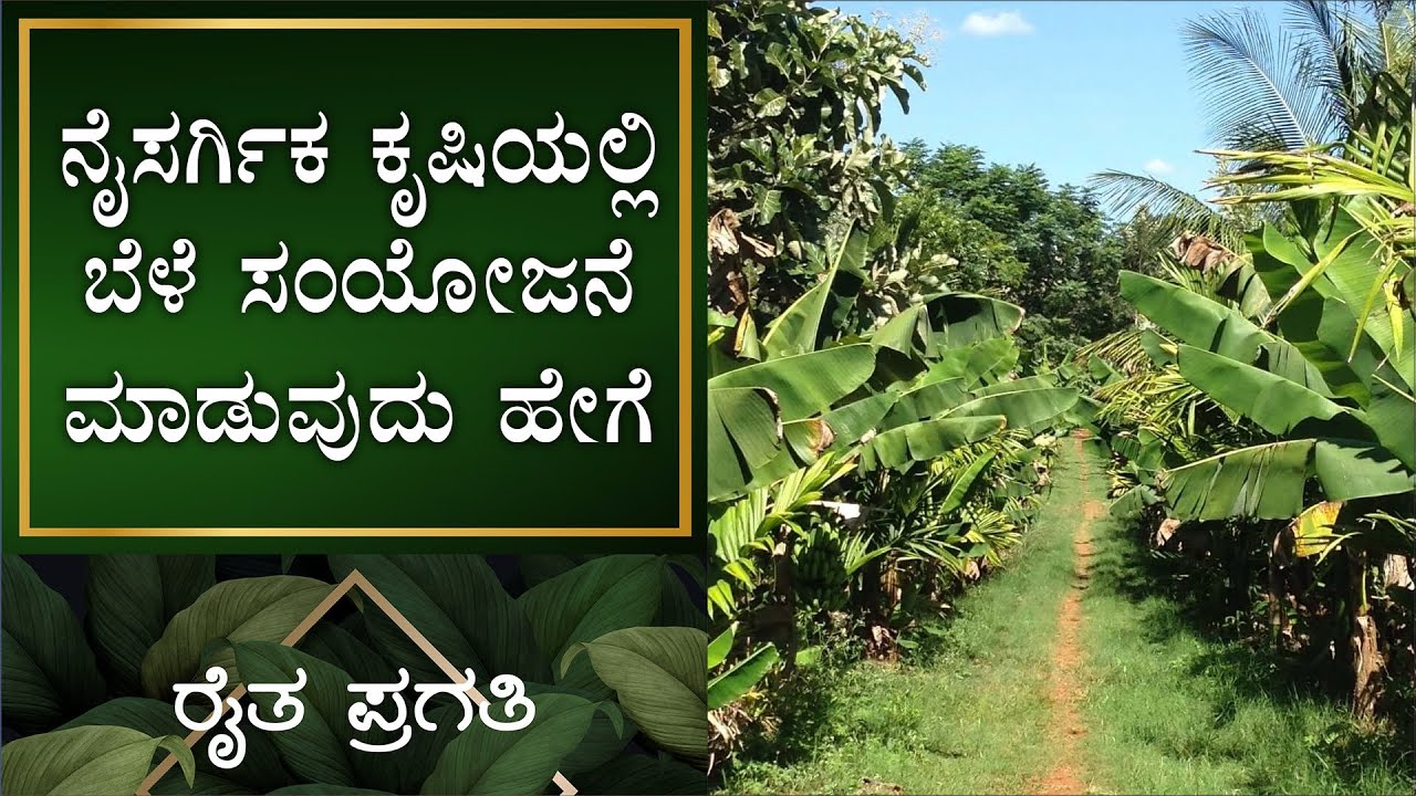 ನೈಸರ್ಗಿಕ ಕೃಷಿ | ಬೆಳೆ ಸಂಯೋಜನೆ ಮಾಡುವುದು ಹೇಗೆ | EP –11 | Natural Farming | Raitha Pragathi