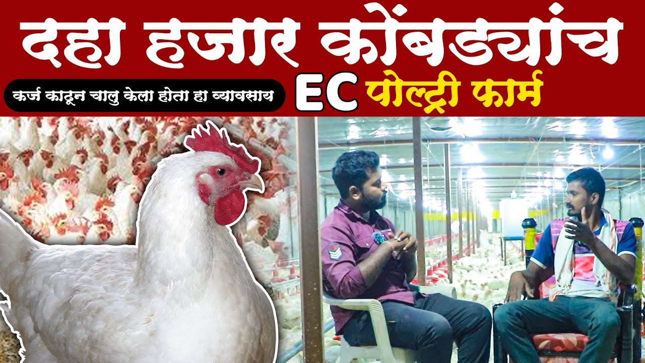 बॉयलर् पोल्ट्री फार्म #कुकुटपालन #poltri #poltrifarm #poultry integratedfarmingsystem