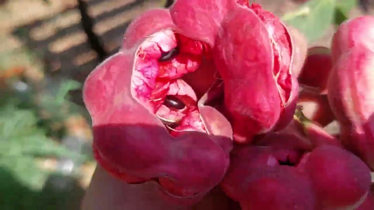 สีชมพูปีนี้ประกวดได้ที่ 1