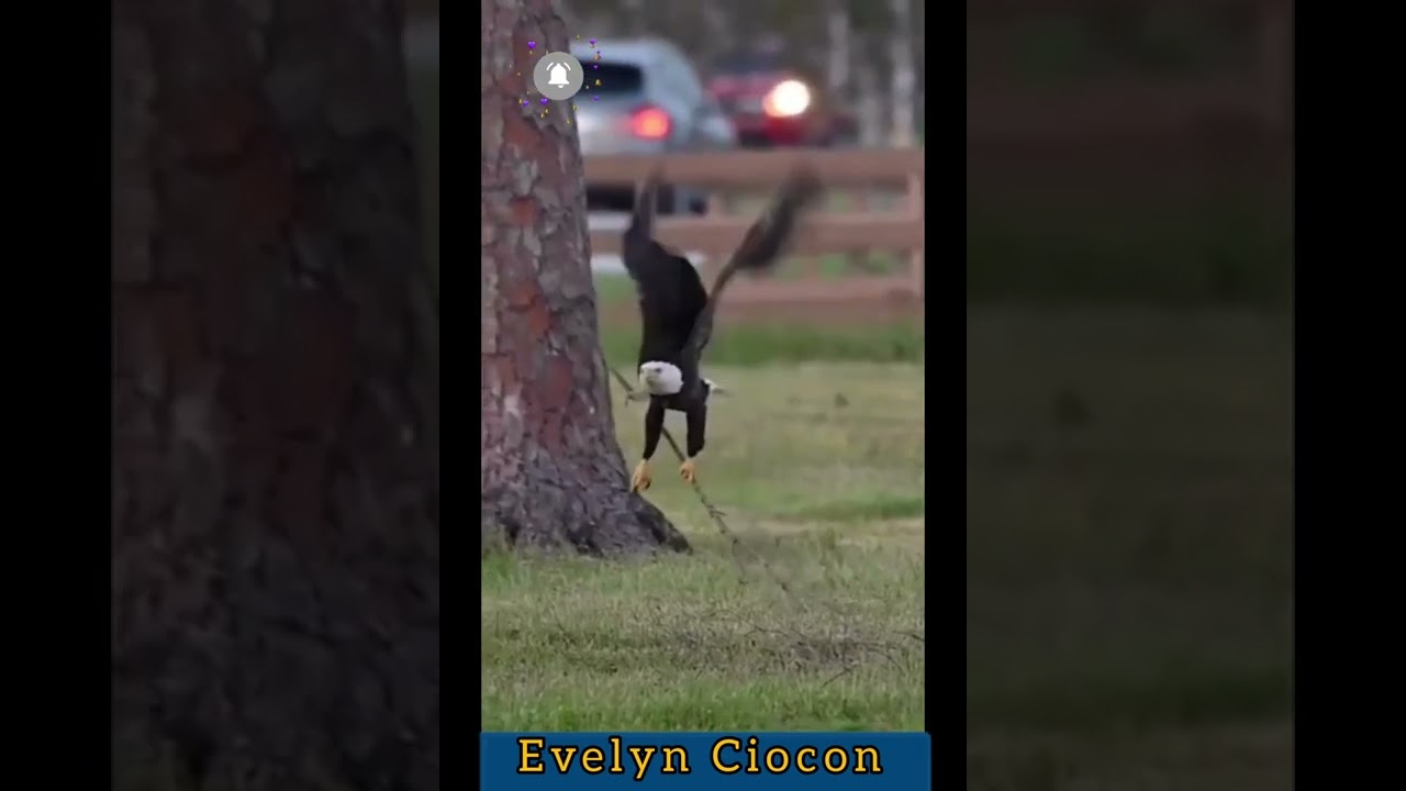An Eagle Carries A Branch Of Tree For Nest!! ||#shorts