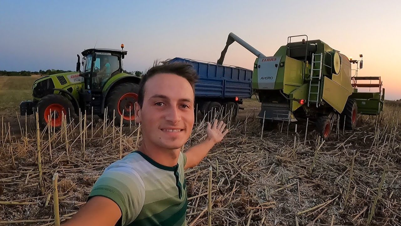 În sfârșit recoltăm floarea!