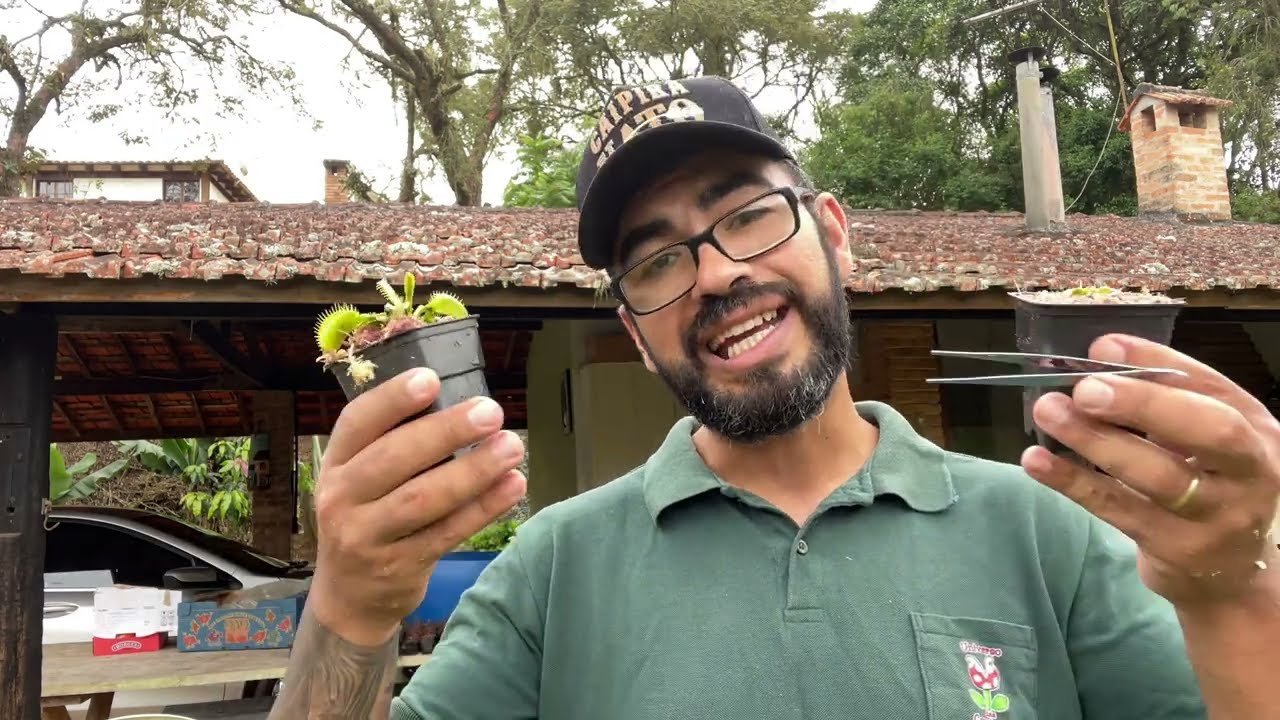 Sua planta carnívora Dionaea parou de crescer?