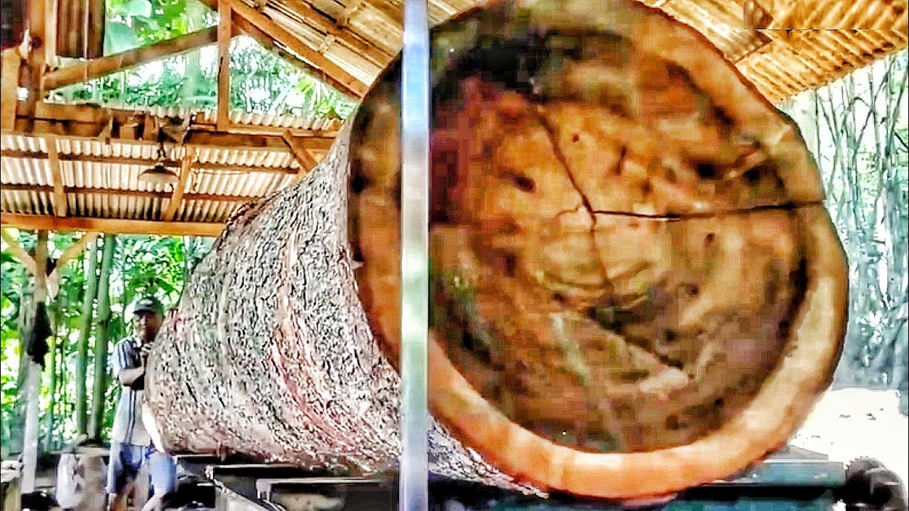 Sawing Massive Logs with Beautiful Grain at the Sawmill 🌳🌲🌴