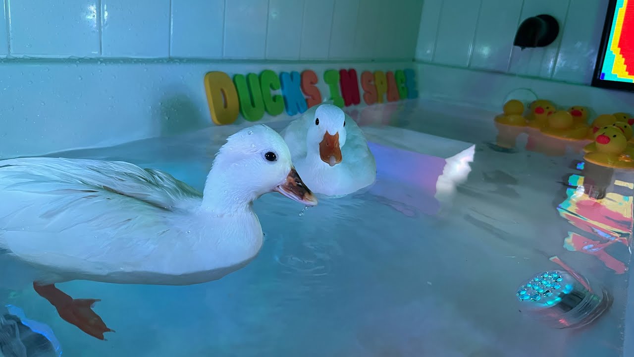 🔴 Pet Ducks in the Bathtub /  Mochi & Yoshi