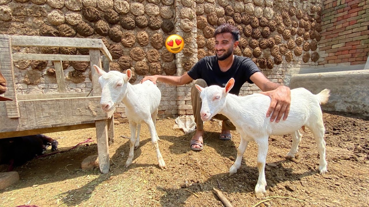 Hum Ny White Bakriyan Bhi le li 😍